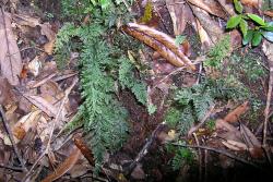 Trichomanes strictum. Plants growing terrestrially in leaf litter.  
 Image: L.R. Perrie © Te Papa 2005 CC BY-NC 3.0 NZ
